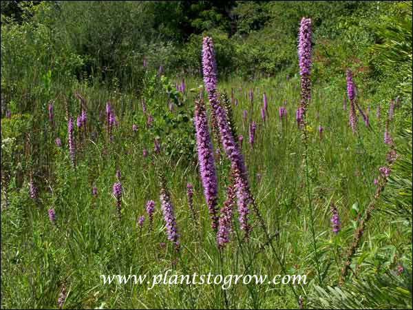 This was taken in one of my favorite areas. It is next the large pond and rather low.  A great sequence of plants can be observed here throughout the season. (Aug 11)